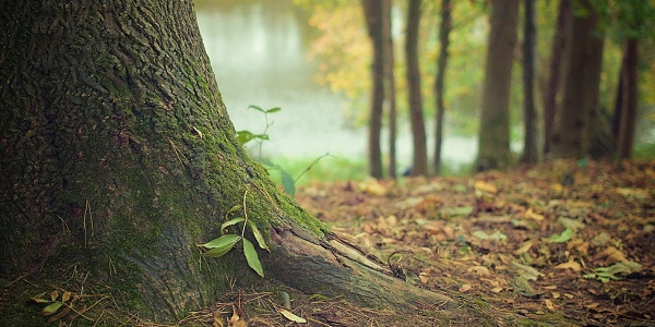 Read more about the article Medzinárodný deň lesov
